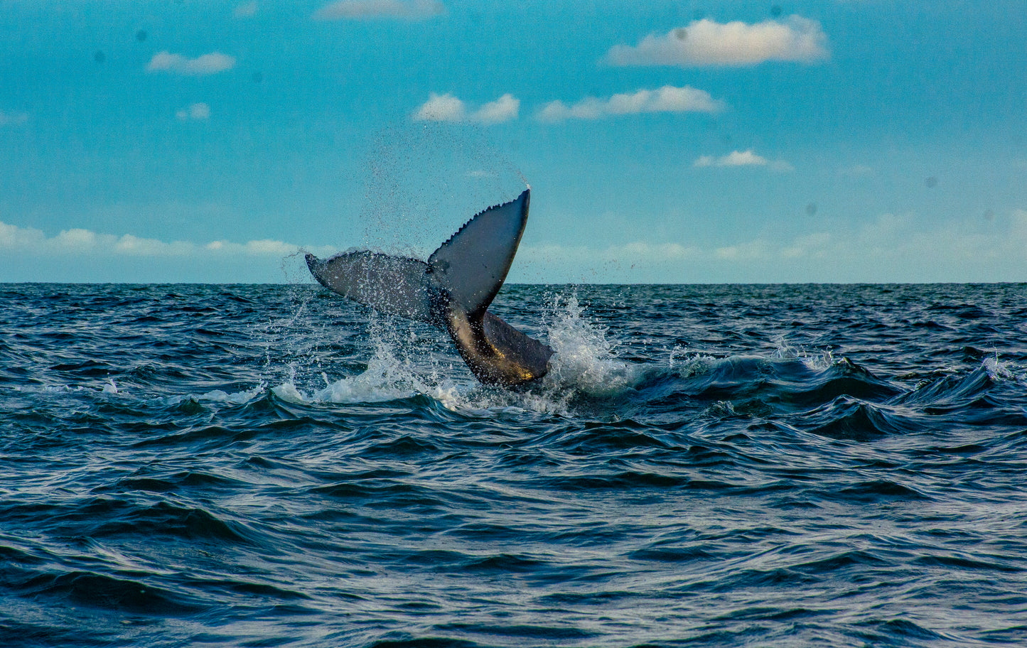 Excursión Ballenas en Bahía Málaga