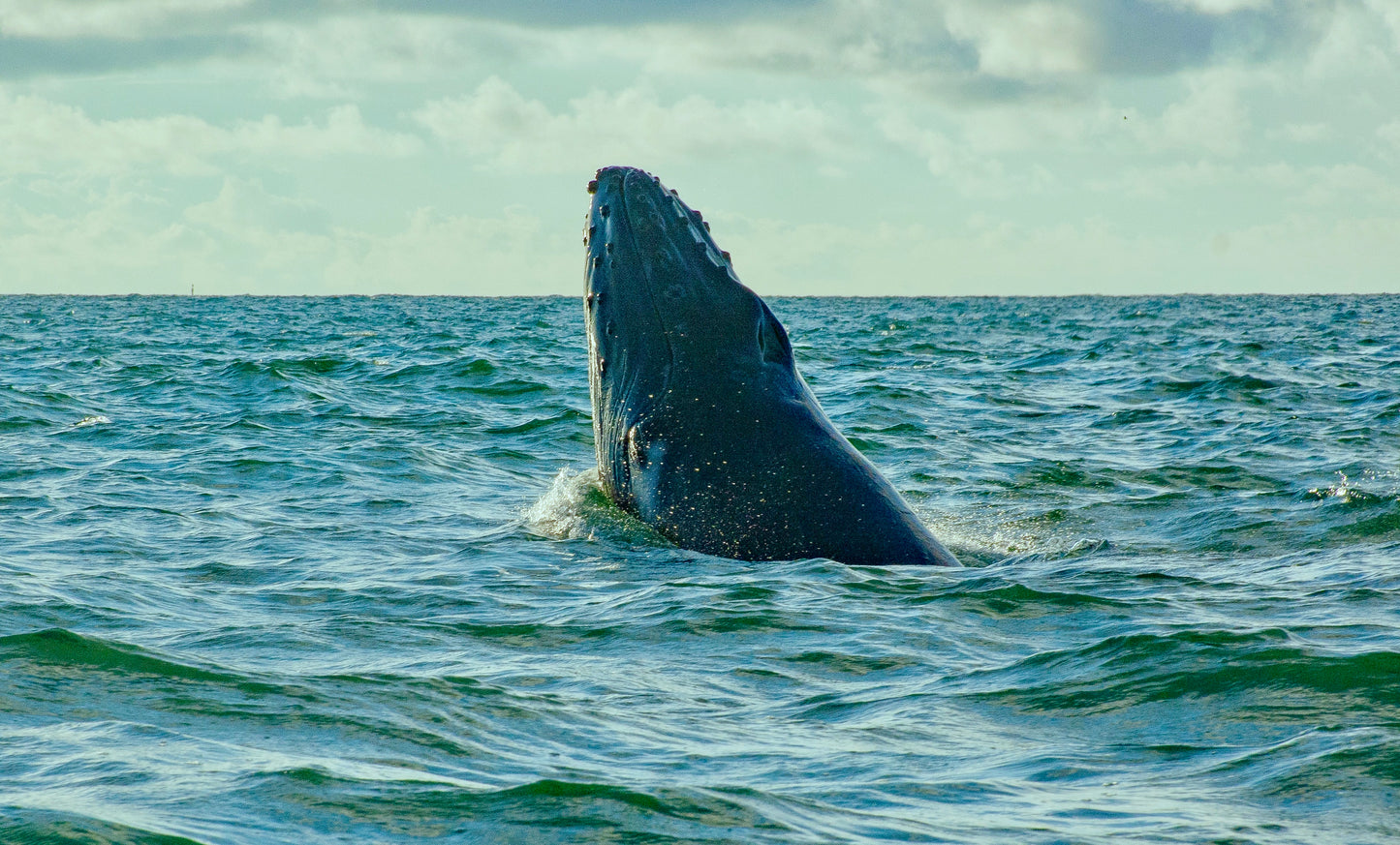 Excursión Ballenas en Bahía Málaga